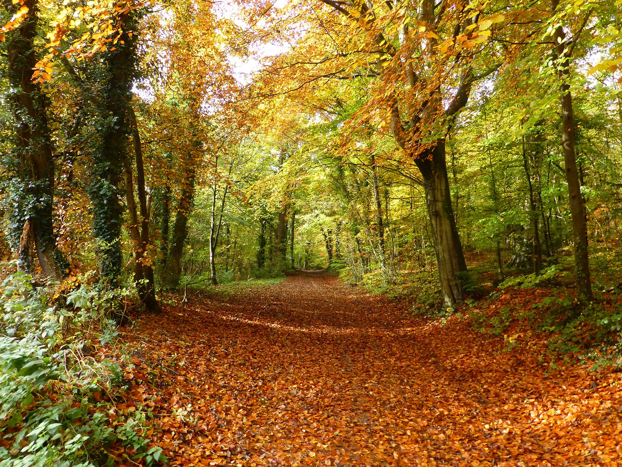 Scenic View of Loggerheads Country Park