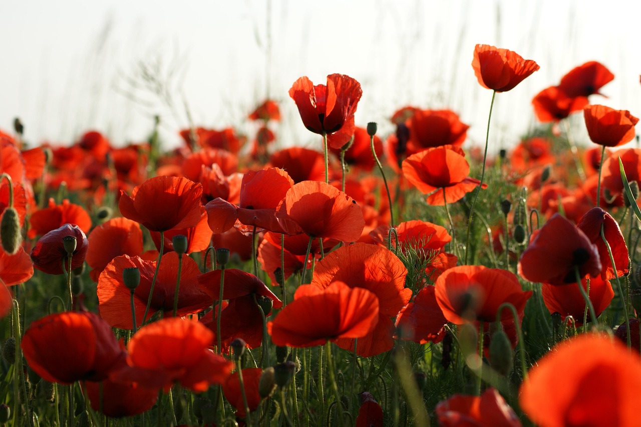 poppies in a field
